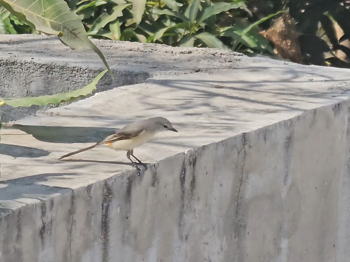 Small Minivet